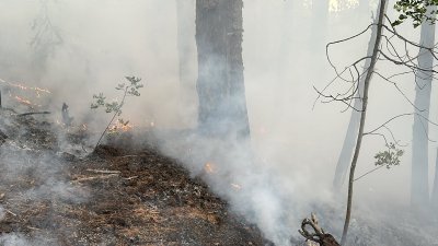 Пожар гори край санданското село Плоски Огънят е избухнал в