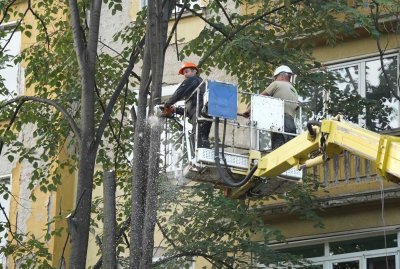 След сечта на дървета: Продължава напрежението на улица "Опълченска"