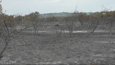 Втори ден продължава да гори пожара в горския фонд по