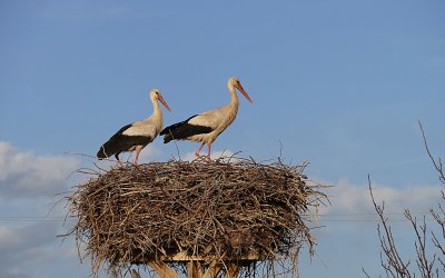 Проверка на факти: Връщат ли се обратно щъркелите у нас заради войната в Близкия изток?