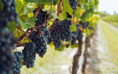 Lower grape harvest and more expensive wine this year