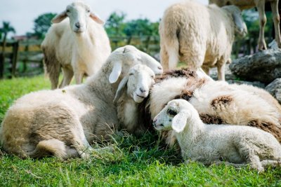 Complete ban on movement of animals from the district of Pazardzhik was introduced to combat spread of 'sheep and goat plague'