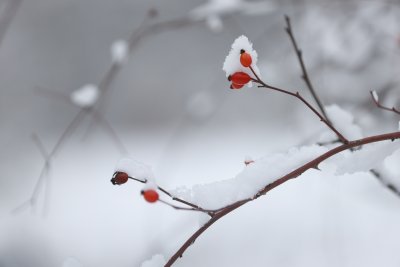 Нови валежи от сняг се очакват и днес