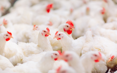 80,000 Hens to Be Culled over Bird Flu Outbreak in Asenovgrad