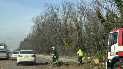 Дърво падна върху кола край резиденция "Врана" (СНИМКИ)