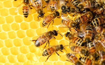 Challenges to beekeepers: Large quantities of imported honey flood the Bulgarian market
