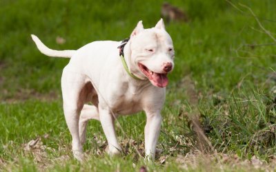 Two women from Kazanlak were bitten by dogs of the Dogo Argentino breed