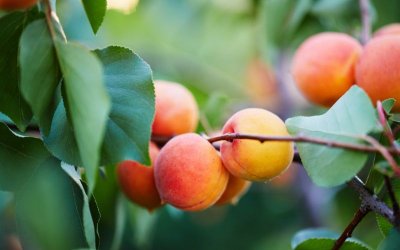 Because of the Cold Weather: 100% of Apricot Trees Destroyed, More Than Half of Peach Trees Too