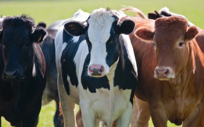 BFSA calls on livestock farmers to remain vigilant following foot-and-mouth disease outbreak in Hungary