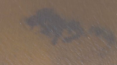 Цъфтеж на микроскопични водорасли оцвети морето и Варненското езеро