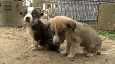 Софийската районна прокуратура се самосезира по повод разпространени в социалните