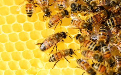 Half of the bee colonies have not survived in recent months in the district of Ruse