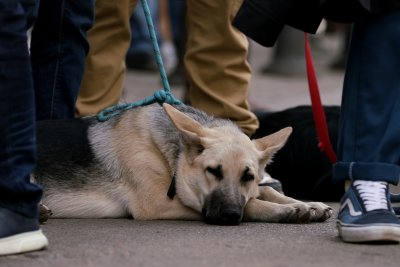 Затвор и глоба до 20 000 лв. за случаи със садизъм спрямо животни като бизнес?