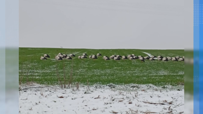7 years later: The man who saved storks helped birds in distress again
