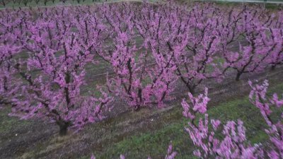 Испания в плен на красотата Туристи и местни жители се
