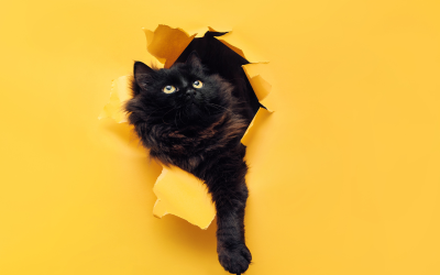 World Cat Show takes place in Varna