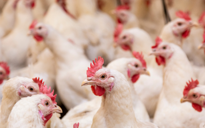 Bird flu outbreak detected in Plovdiv district, nearly 40,000 hens affected
