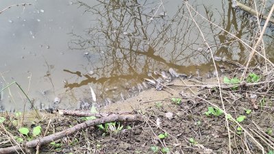 Река Черни Лом е сериозно замърсена, изплуваха мъртви риби и раци