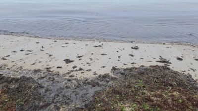 Все още не е открит източникът на замърсяване на морето край Варна