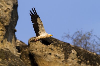 The poisoned Egyptian vulture is recovering at the Rescue Centre in Stara Zagora