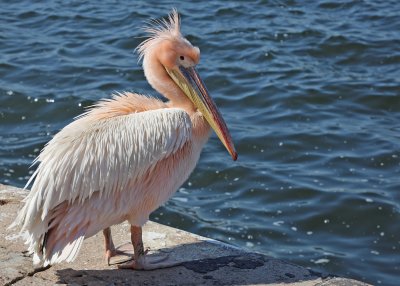A pink pelican wins the affection of people at the Sea Station in Varna (Photos)
