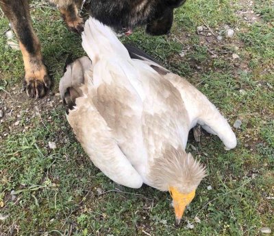 A case of poisoned Egyptian vultures is being investigated