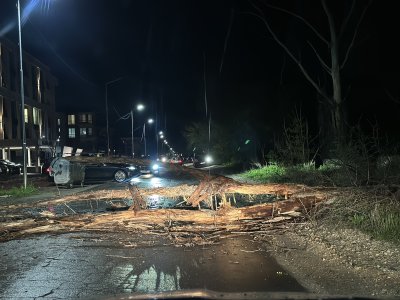 Отново падна дърво край Гребната база в Пловдив