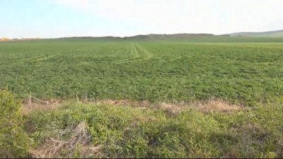 After the snowfall in April: Frost damage to crops and potential losses