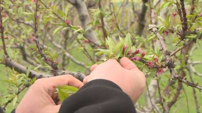 "Fruit trees have frozen! There will be no harvest this year": Severe frost destroys orchards in many areas in Bulgaria