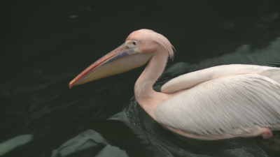 Popular pink pelican, Stoycho, returns to Varna
