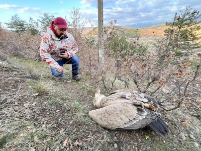 Екоминистерството подкрепя законодателни промени за случаи на насилие над животни