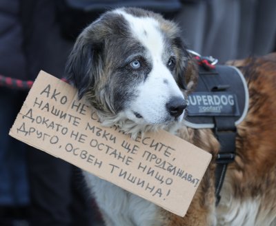 Government Proposed Stricter Penalties for Animal Cruelty