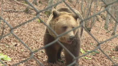 Bear sanctuary in Belitsa reopens to visitors — all bears awake after the long winter nap