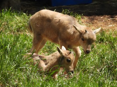 Two Playful Baby Ibexes Are Among the Newest Additions at Sofia Zoo This Spring (PHOTOS)