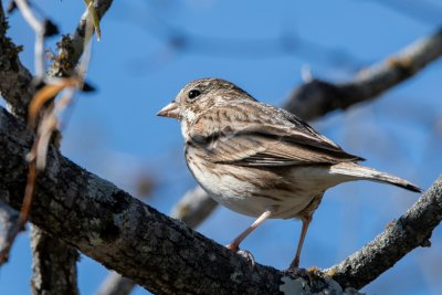Bulgaria's Sparrow Counting Campaign Will Take Place For Ninth Consecutive Year