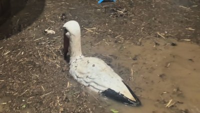 Кметът на село Кобиляк след проливните дъждове: Вода няма в дворовете, но последиците са сериозни