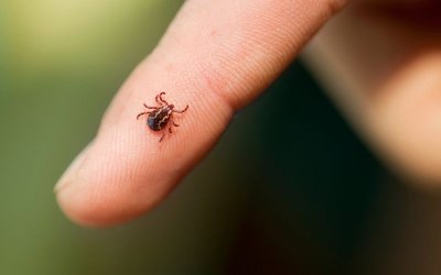 В сезона на кърлежите - как да се предпазим? Вижте съветите на доц. Ангел Кунчев