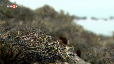 За микроорганизмите и лишеите на Антарктика, които могат да лекуват