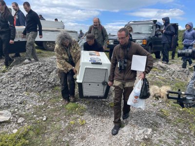 Bearded Vulture Returns to Bulgaria After Over 50 Years of Absence