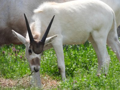 A Baby of the Endangered Addax Antelope Born at Sofia Zoo (see pics)