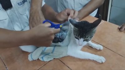 Заловиха котка трафикант в затвор в Коста Рика