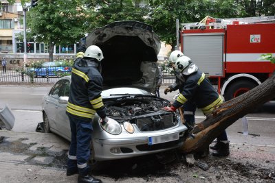 Кола събори дърво върху автобусна спирка в Хасково (СНИМКИ)