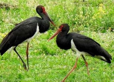 Black Storks Spotted Between the Villages of Pŭdarevo and Mokren near Kotel
