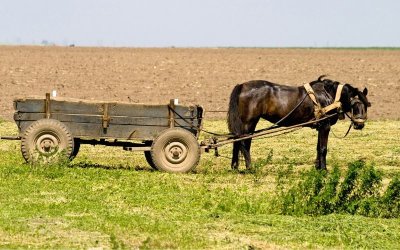 Two Children Hit 85-Year-Old Man with Horse Cart in Dobrich; He Is in Critical Condition