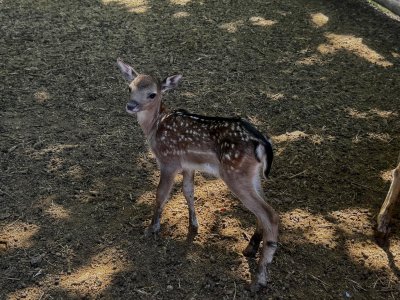 Newborn Fallow Deer Is the newest inhabitant of the Zoo in Varna