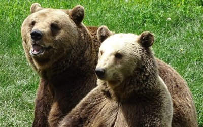 Пухкавaта меца Бойка и брат ѝ Станди са неразделни в парка в Белица