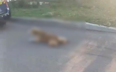 Брутална жестокост: В Бургас арестуваха мъж, влачил куче, завързано за кола