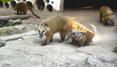 Two Coati Cubs Are the Newest Residents at the Zoo in Varna