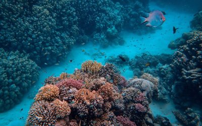 Миграцията на морски обитатели заплашва екосистемите и плувците в Турция
