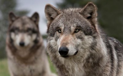 Двойка вълци са забелязани в района на петричкото село Габрене